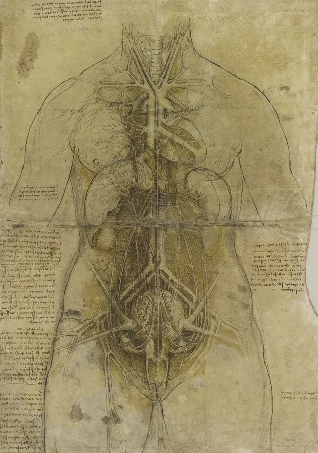 Vista dos órgãos do tórax e do abdômen e do sistema vascular de uma mulher, Leonardo da Vinci