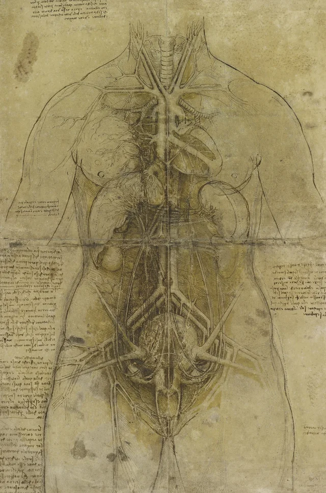 Vista de los órganos del tórax y del abdomen y del sistema vascular de una mujer, Leonardo da Vinci