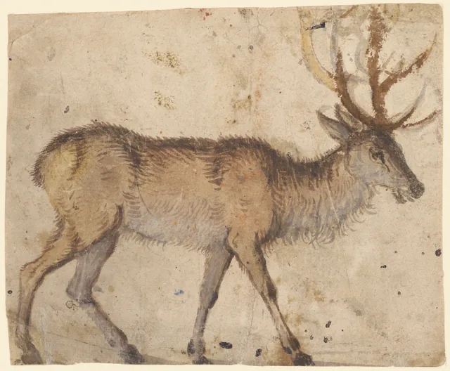 Étude de cerf (recto) ; étude de chèvres (verso)