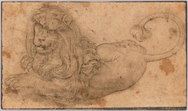 Étude de lion