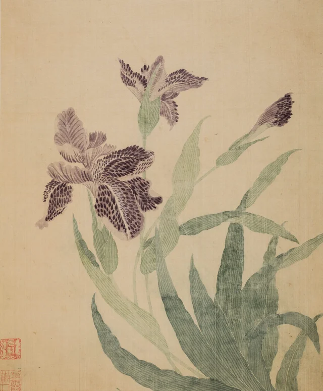 菖蒲