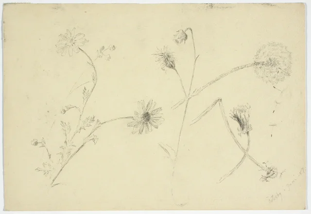 花の習作
