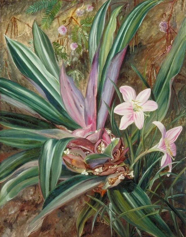 シンガポールで描いた二種の栽培植物