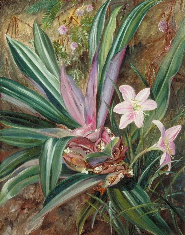 Two cultivated Plants, painted at Singapore