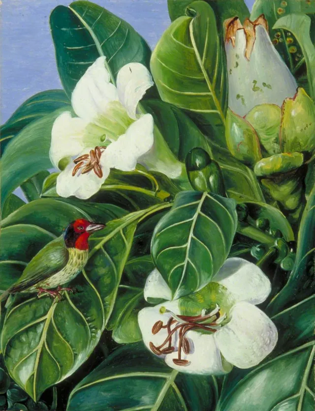Foliage and Flowers of a Forest Tree of Java