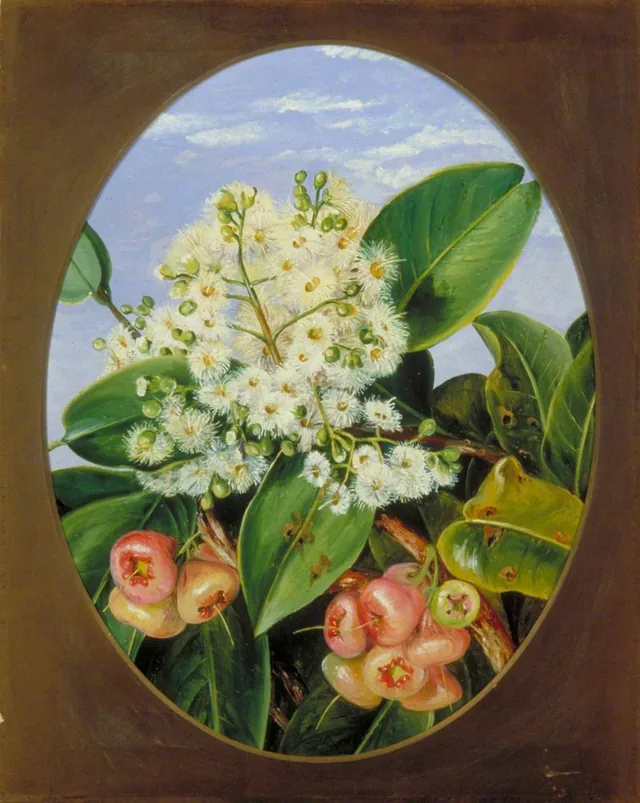 Foliage, Flowers, and Fruit of Eugenia, Sarawak, Borneo