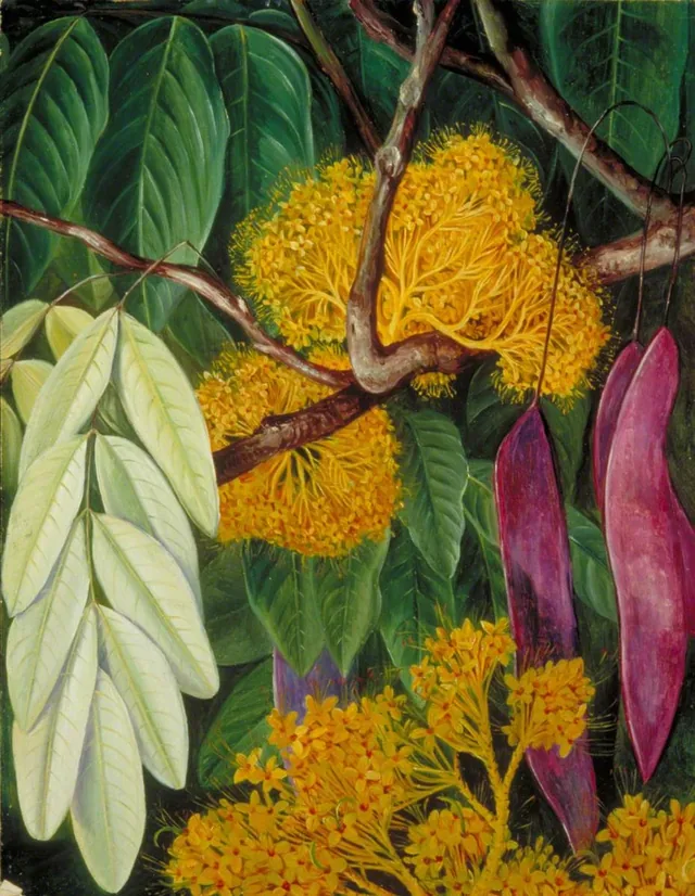 マレーの木の葉・花・実