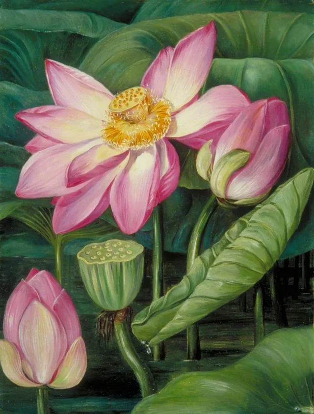 ジャワの聖なる蓮の葉・花・実, マリアンヌ・ノース