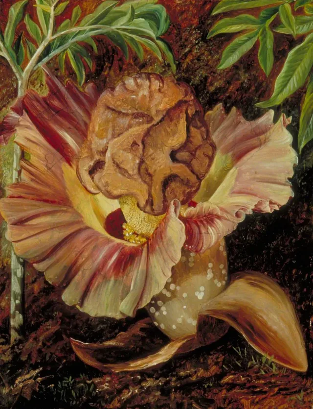 巨大なサトイモ科植物の葉と花序、ジャワ, マリアンヌ・ノース