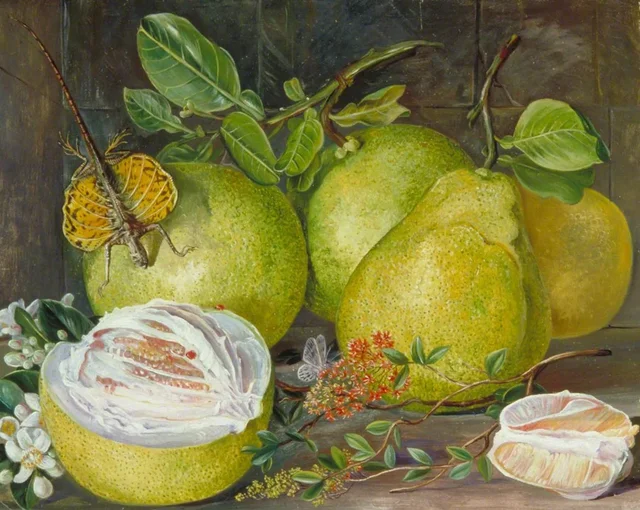 Flowers and Fruit of the Pomelo, a branch of Hennah, and Flying Lizard, Sarawak