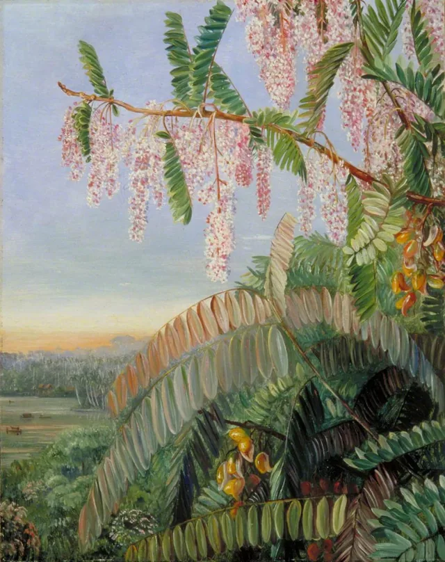 Flowers and Fruit of the Doctor's Tree, Sarawak