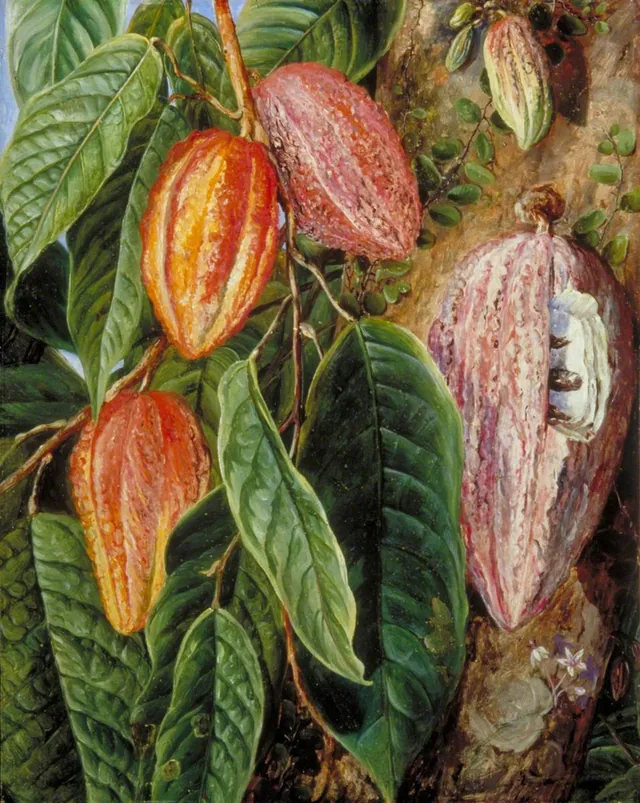 Flowers and Fruit of the Cocoa Tree, painted at Singapore