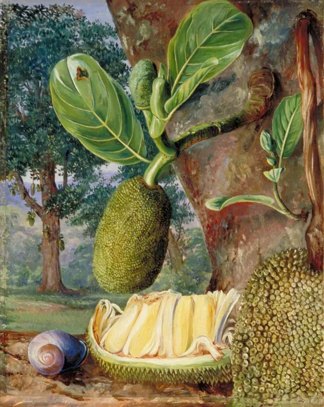Fruit du jacquier, Singapour, Marianne North