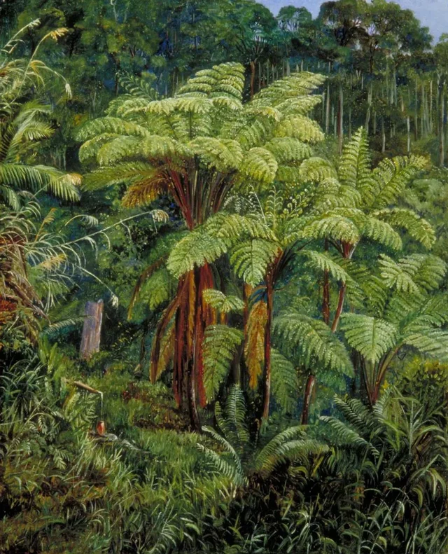 Group of Tree Ferns around the spring at Matang, Sarawak
