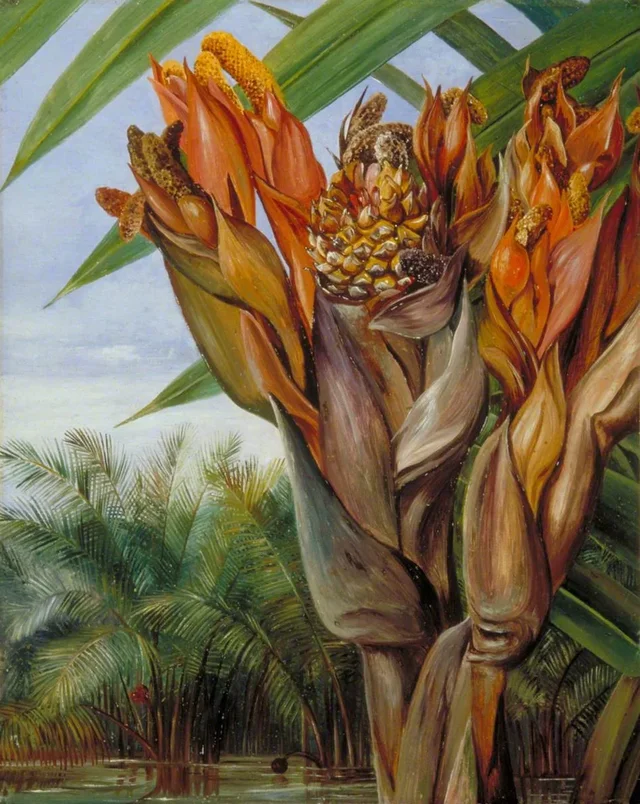 Palmier nipa, Bornéo, Marianne North
