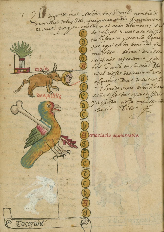 Tovar Codex: the month of Tozoztontli