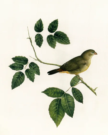 Alouette — Kamal-ol-Molk