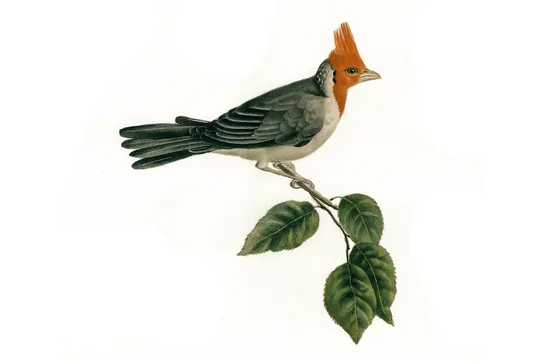Alouette — Kamal-ol-Molk