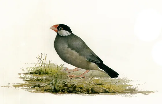 Moineau — Kamal-ol-Molk