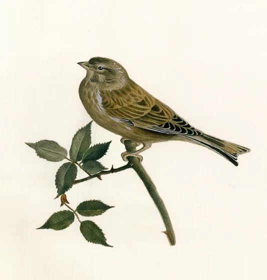 Moineau — Kamal-ol-Molk