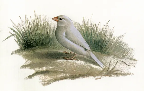 Canari — Kamal-ol-Molk