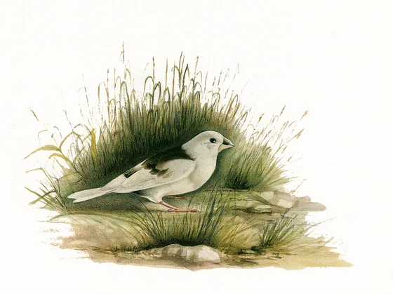 Canari — Kamal-ol-Molk