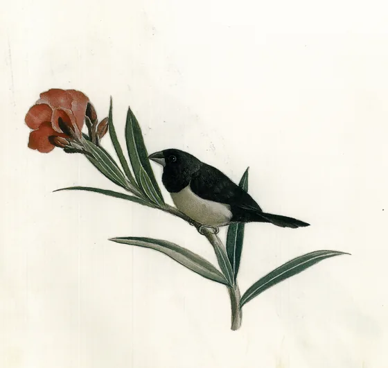 Pinson à tête noire — Kamal-ol-Molk