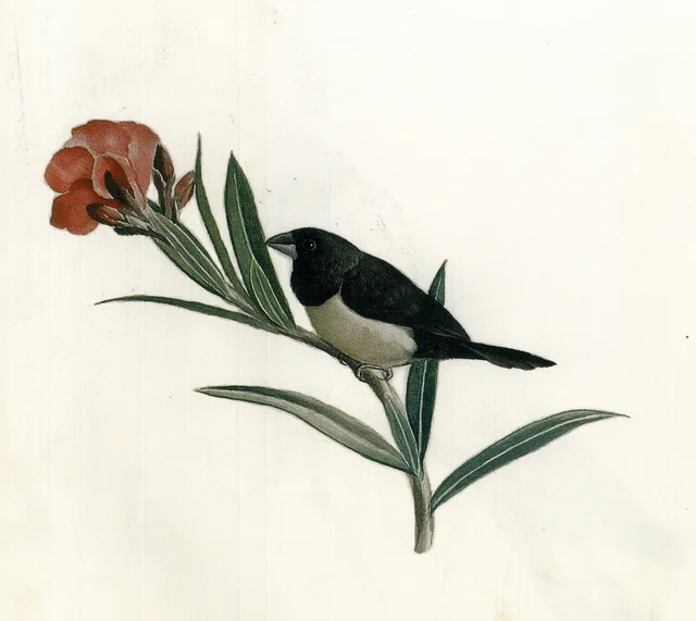 Pinzón de cabeza negra, Kamal-ol-Molk