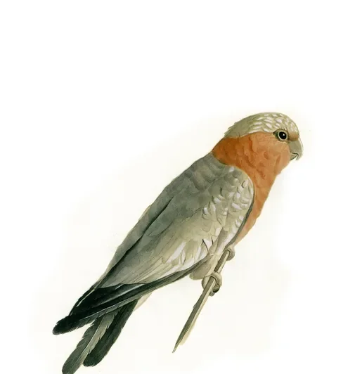 Perroquet — Kamal-ol-Molk