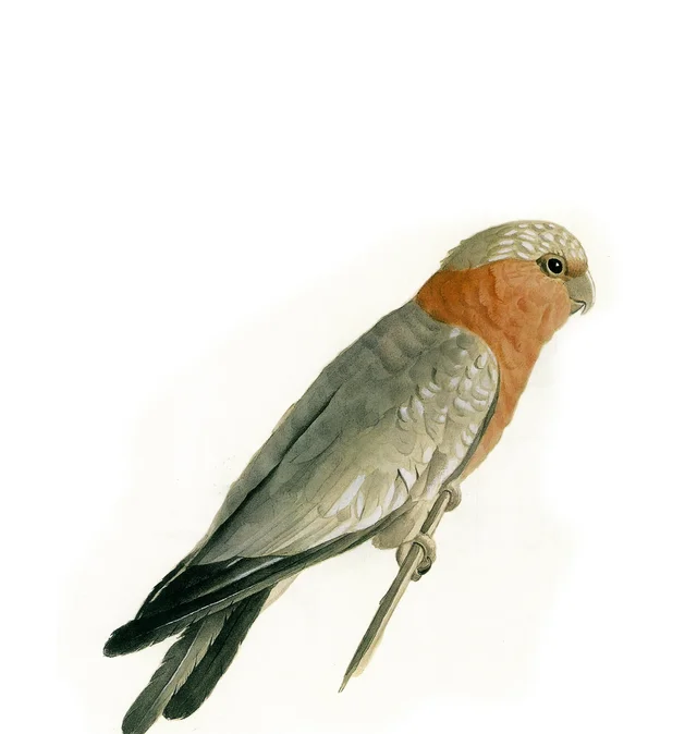 طوطی, Kamal-ol-Molk