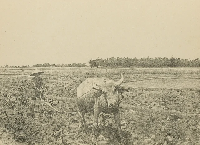 Búfalo en la labranza, Monografía dibujada de Indochina