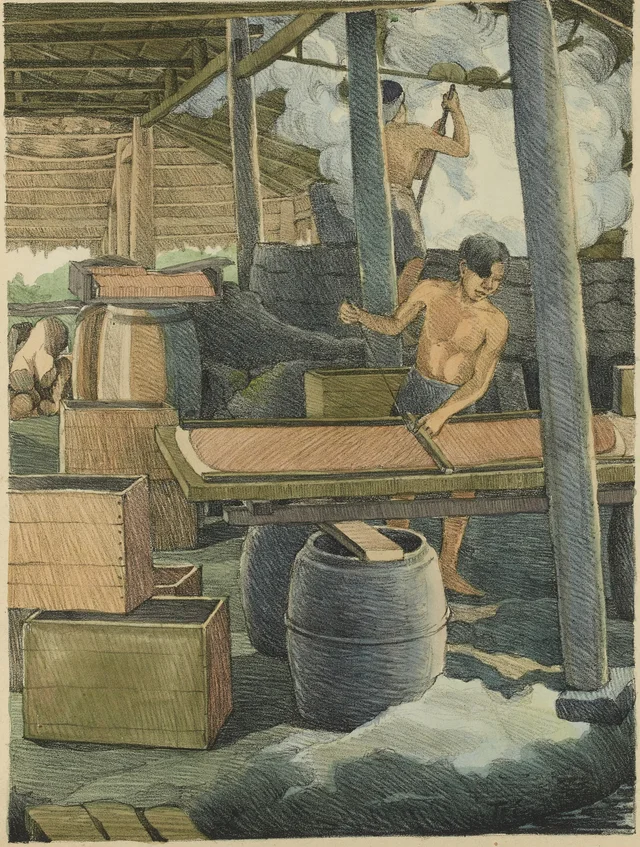 Sugar cane, cutting