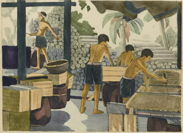 Sugar cane, cutting and packing in crates
