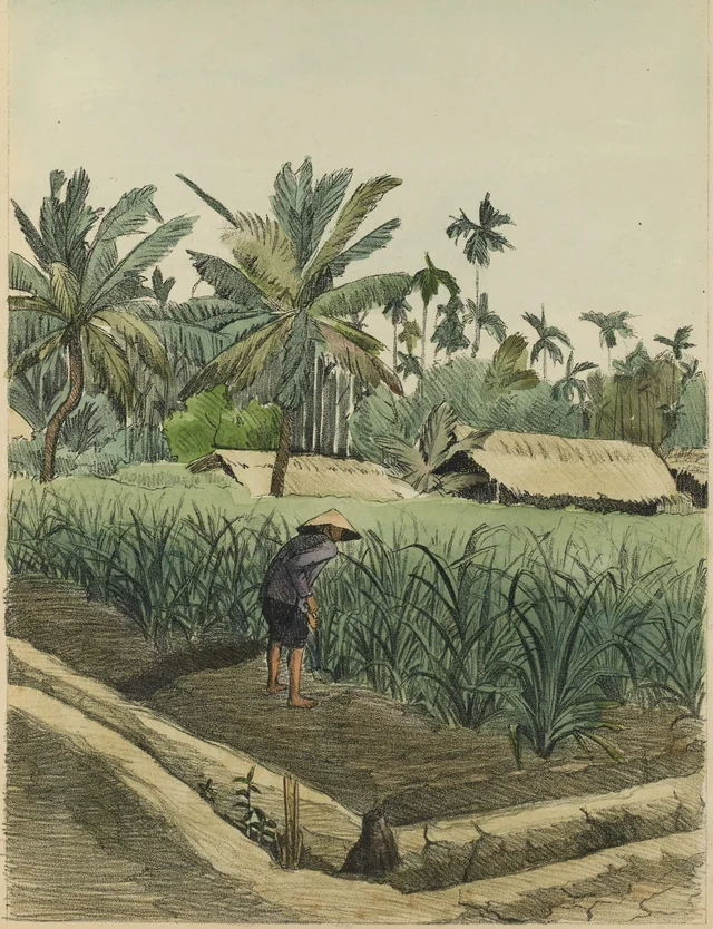 Field of young sugar canes