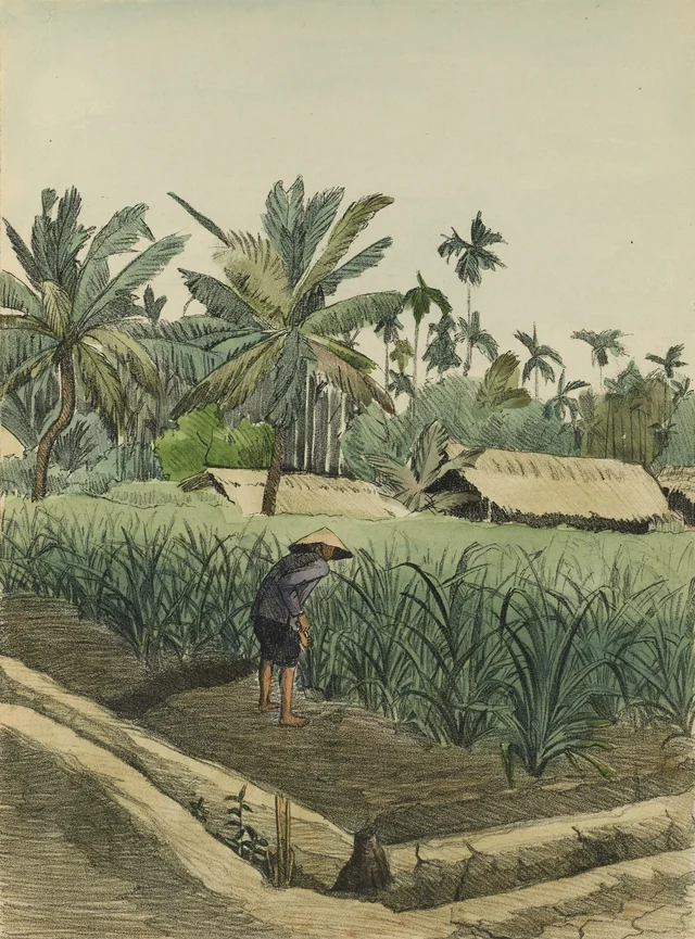Campo de caña de azúcar joven, Monografía dibujada de Indochina