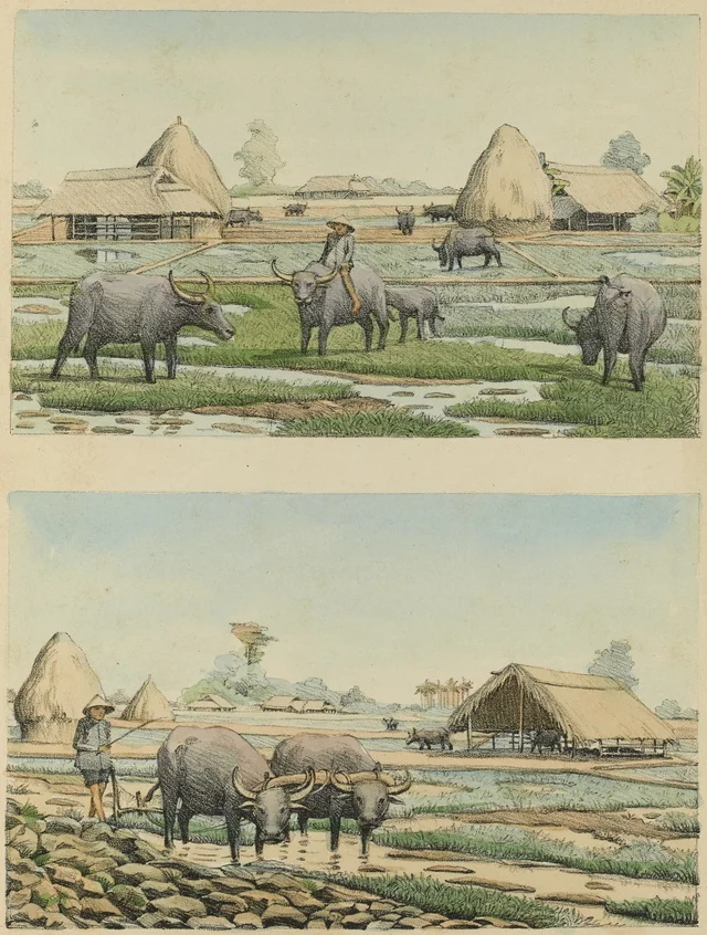 I. Buffaloes grazing in the rice paddy at the beginning of the rainy season. II. Ploughing