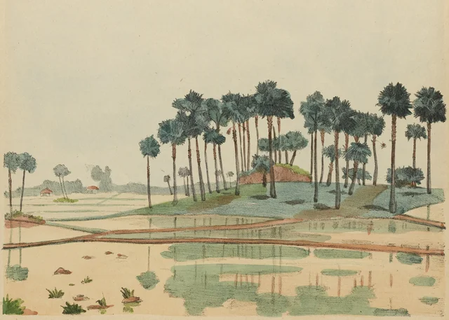 Plantation de palmiers à sucre, Monographie dessinée de l'Indochine