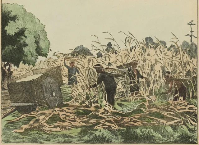 Récolte du maïs, Monographie dessinée de l'Indochine