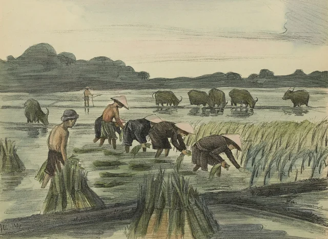 Trasplante del arroz