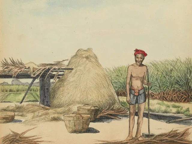 Un nhà-quê, propietario de un campo de caña de azúcar