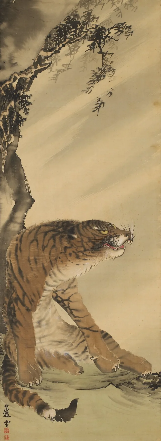 Tigre sentado rugindo ao vento