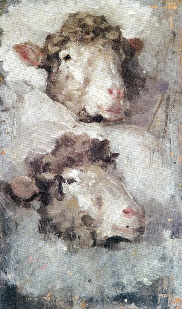 Cabeças de ovelhas