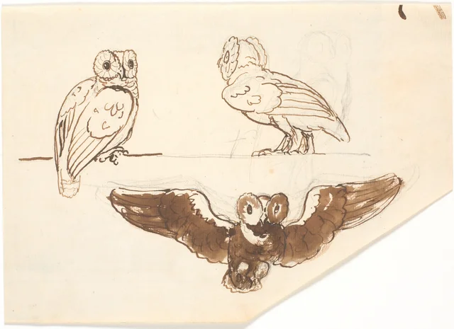三羽のフクロウの習作