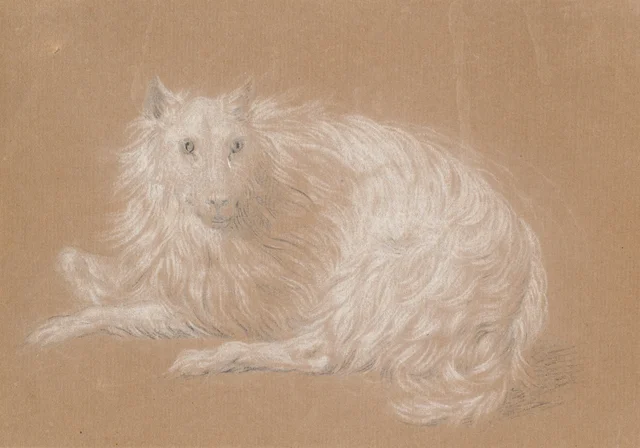 Um cão deitado de pelo longo