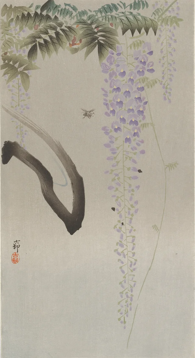 Abeille près d'une glycine en fleurs