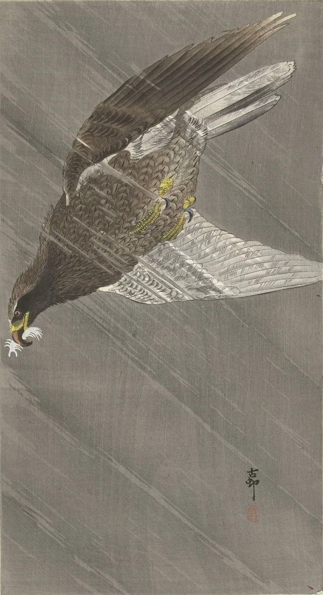 Aigle en vol descendant