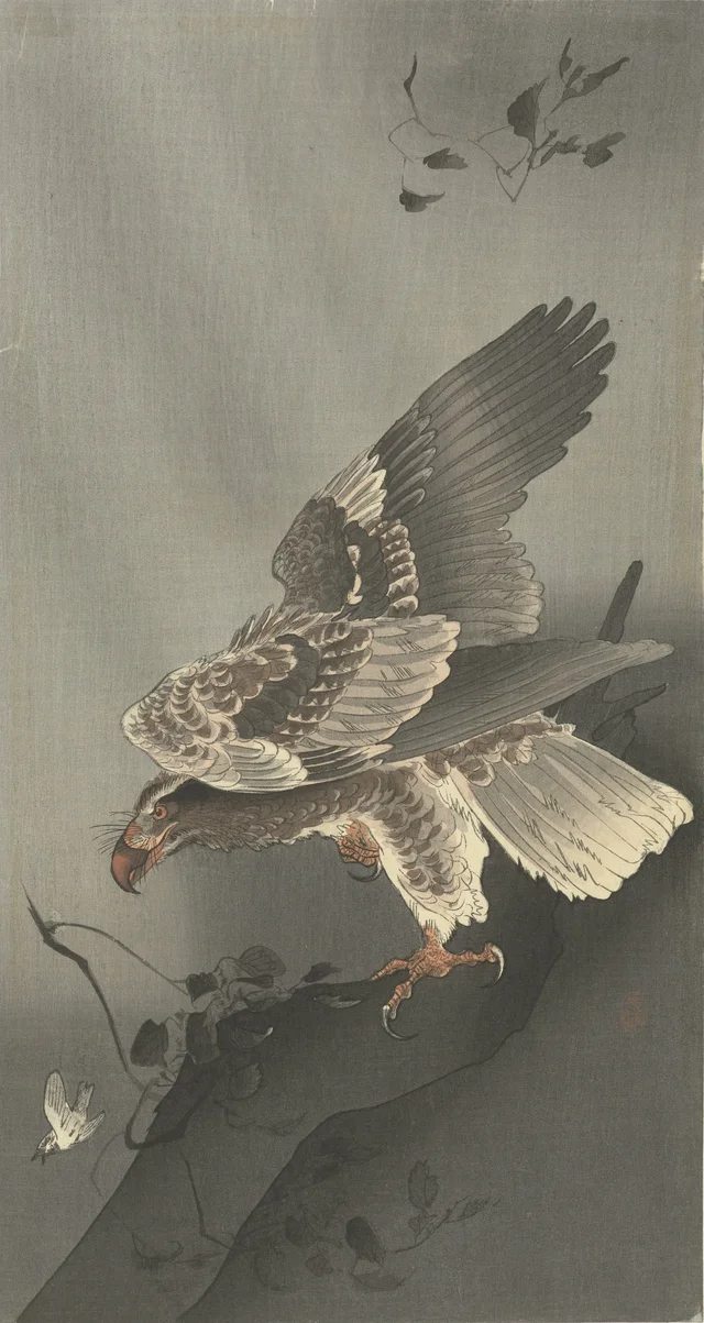 Aigle guettant sa proie