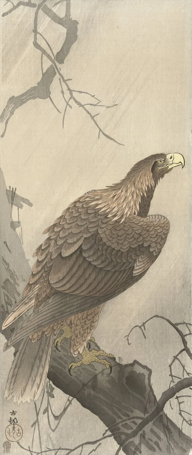 Aigle sur une branche d'arbre