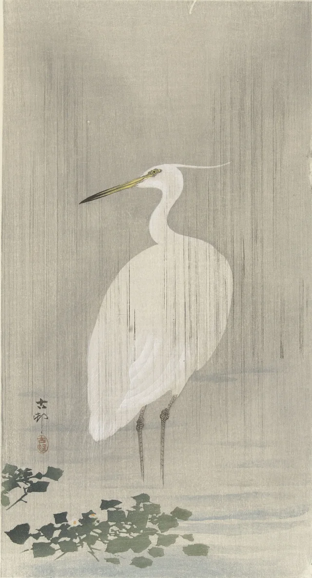 Aigrette sous la pluie