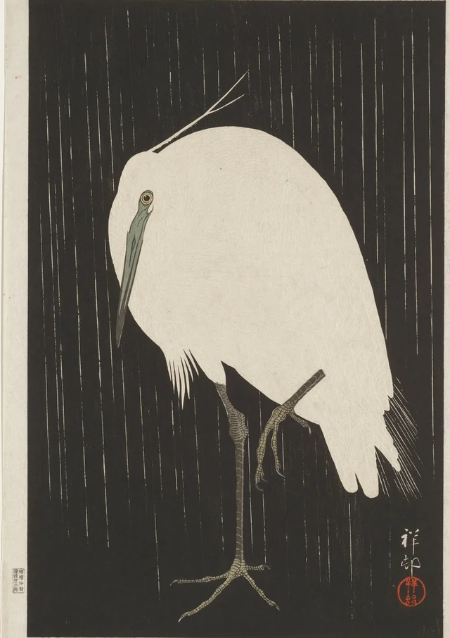 Aigrette sous la pluie